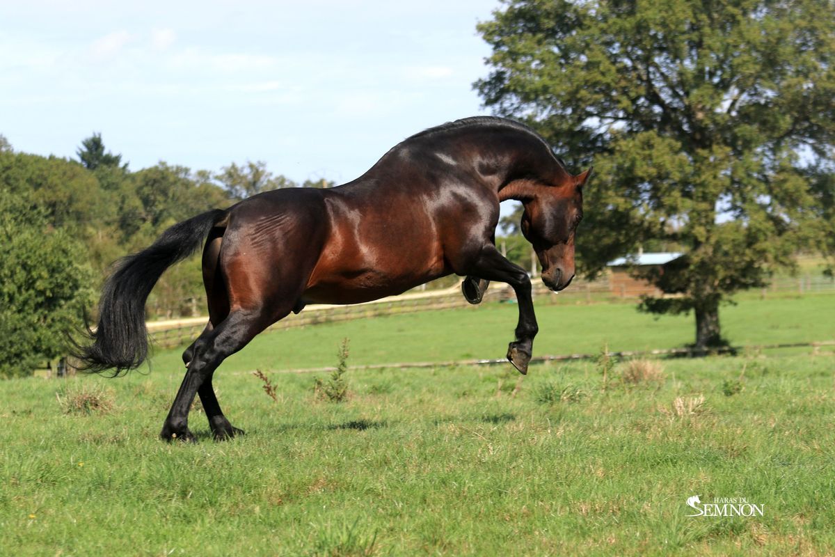 Westside-Mirah-II--Haras-du-Semnon