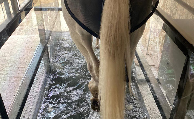 Balnéothérapie chevaux bretagne