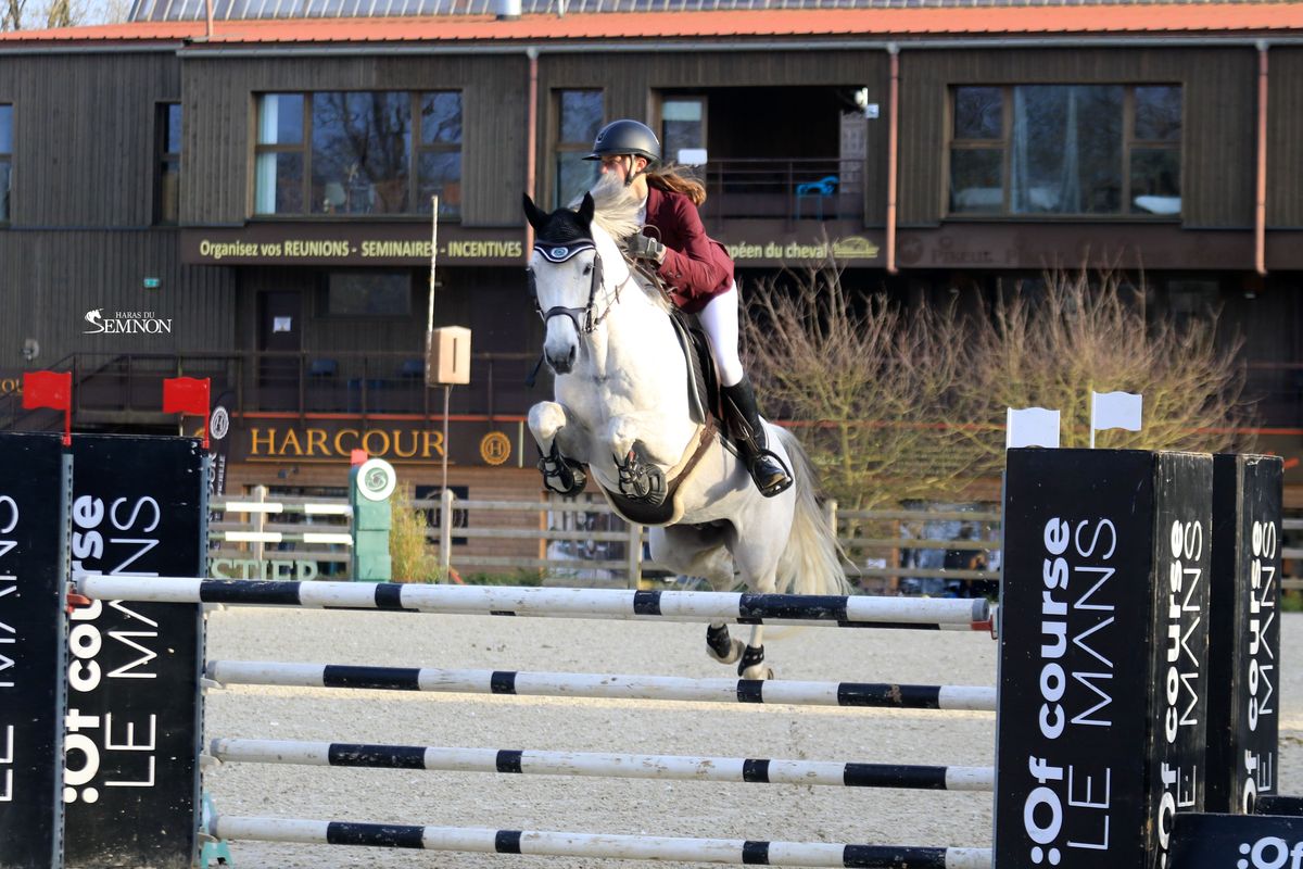 Elwood bleus d'argan étalon Connemara - Pumkins Pondi - Haras du Semnon