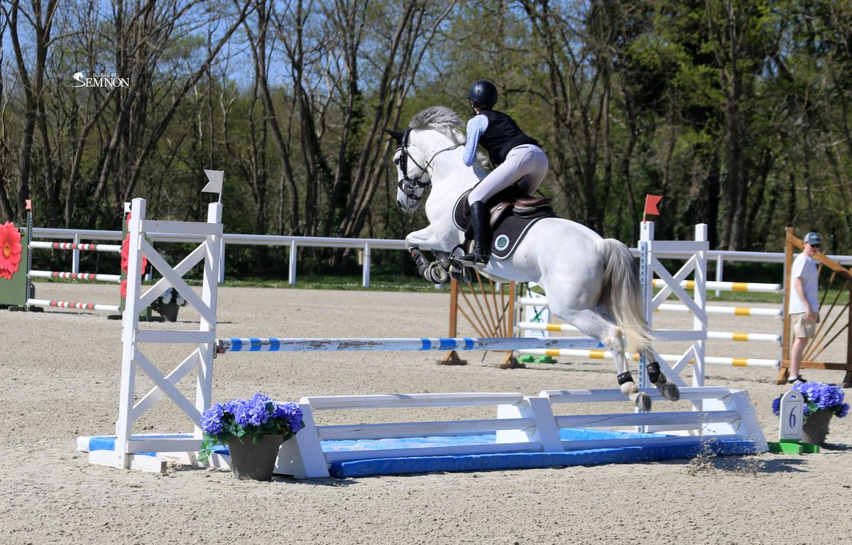 Elwood bleus d'argan étalon Connemara - Pumkins Pondi - Haras du Semnon