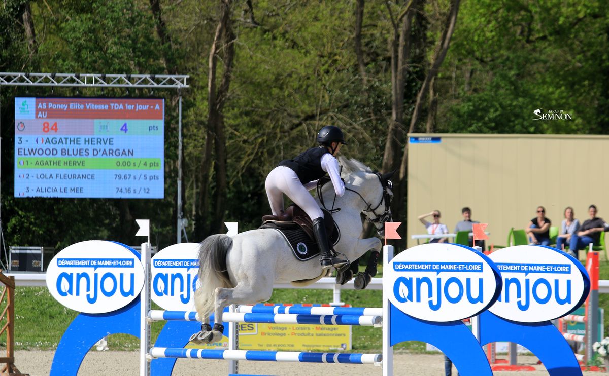 Elwood bleus d'argan étalon Connemara - Pumkins Pondi - Haras du Semnon