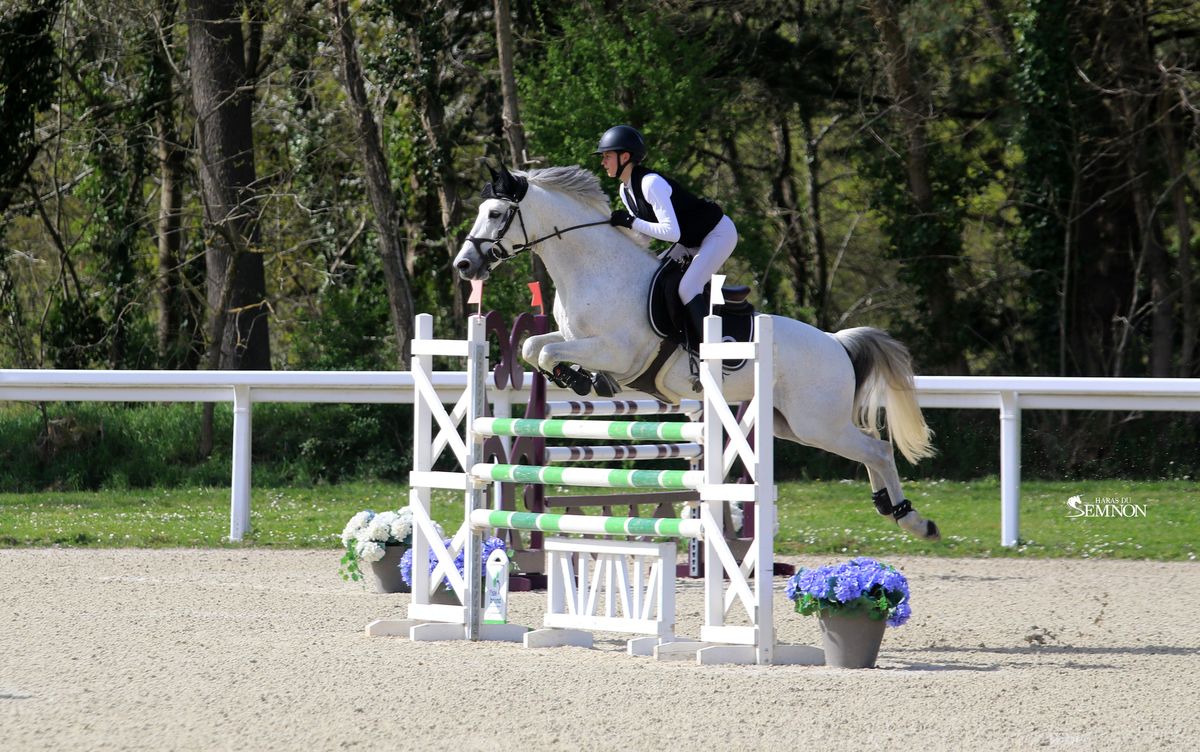 Elwood bleus d'argan étalon Connemara - Pumkins Pondi - Haras du Semnon