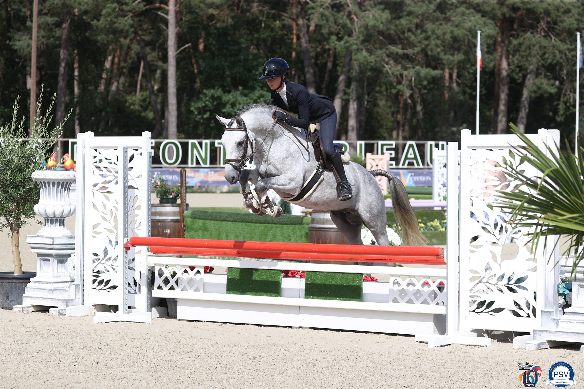 Kun Fu Pan d'ame étalon PFS - Haras du Semnon