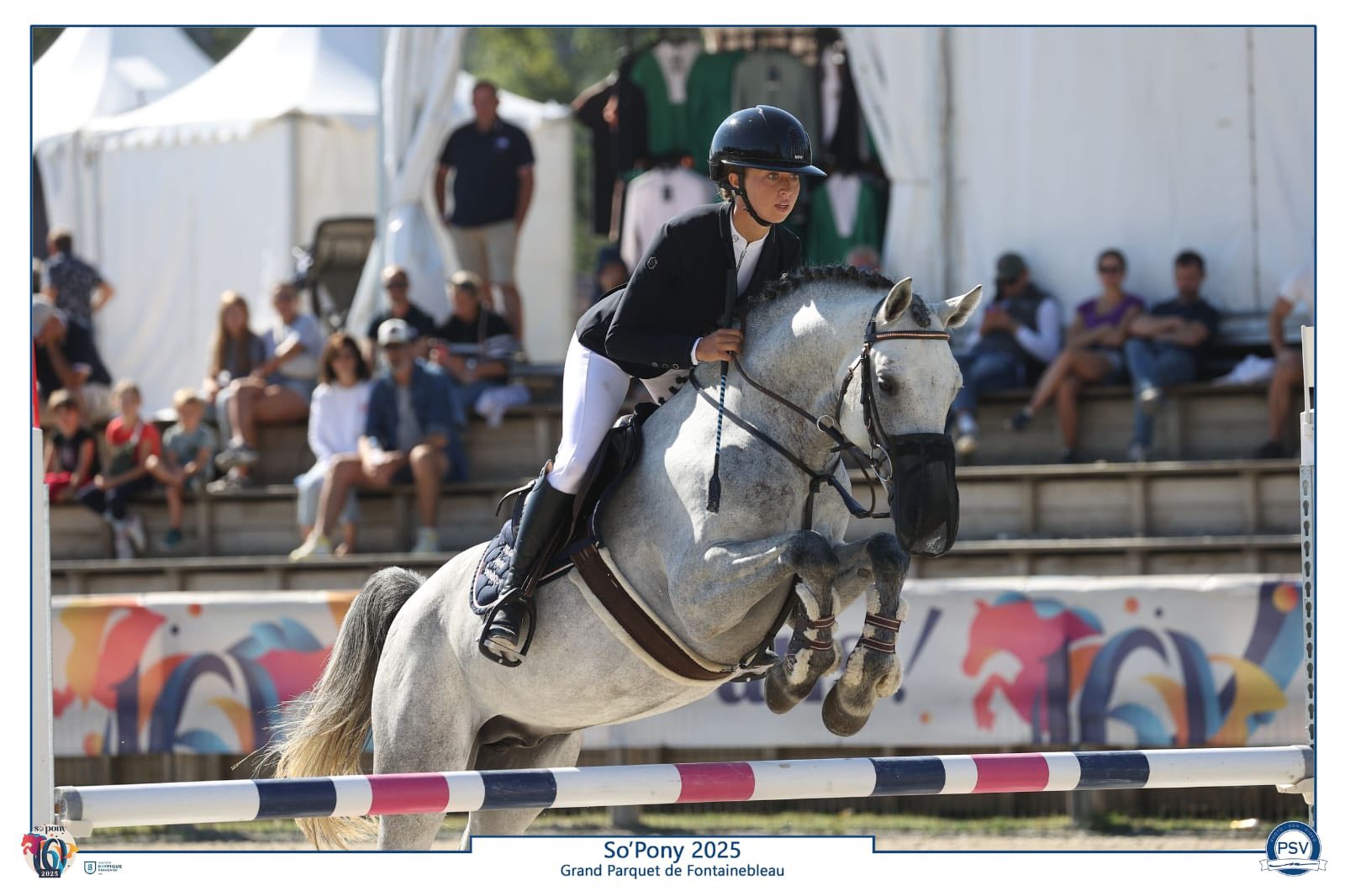 Kun Fu Pan d'ame étalon PFS - Haras du Semnon