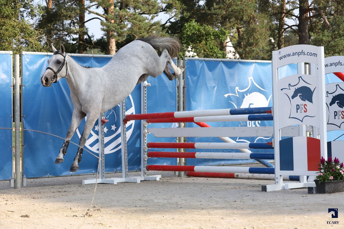 L'Boy du Roc - Haras du Semnon