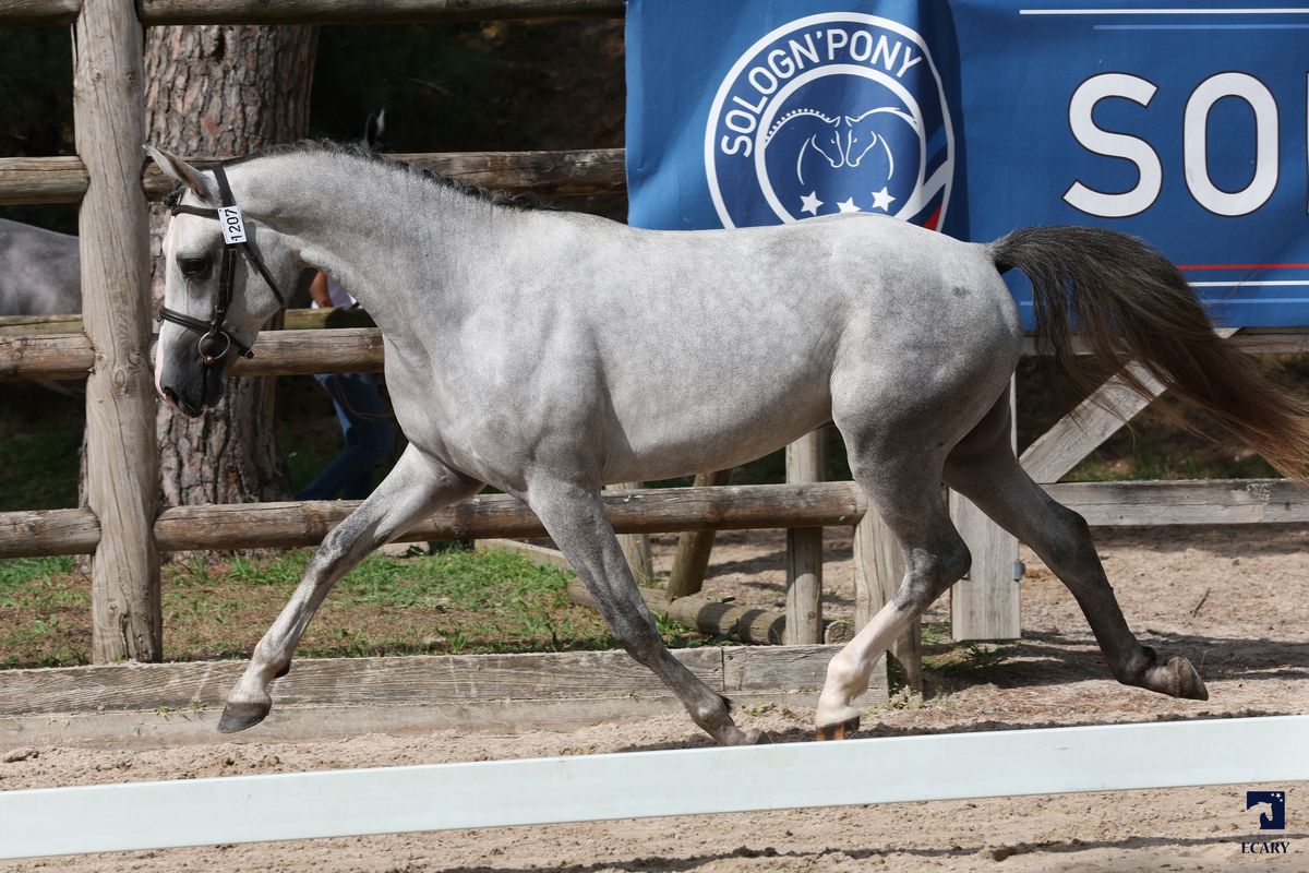 L'Boy du Roc - Haras du Semnon