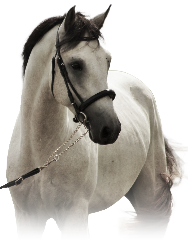 ELWOOD BLUES D'ARGAN