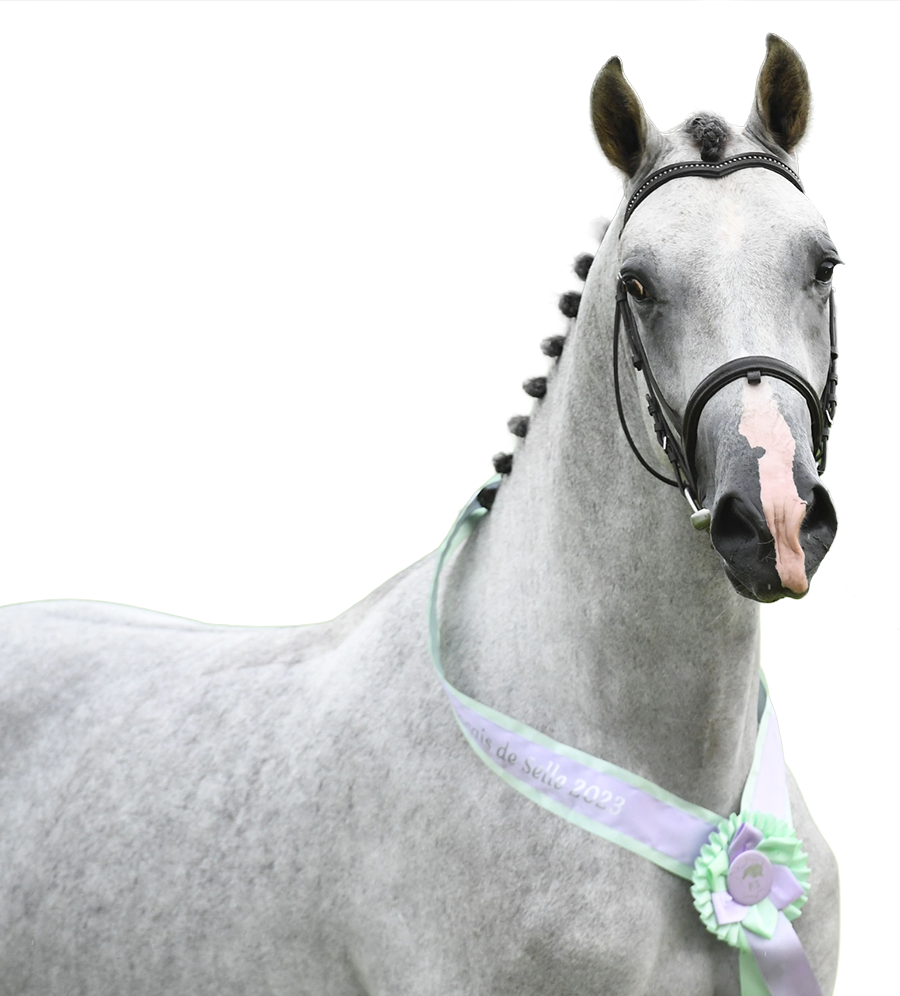 L'boy du Roc - Haras du Semnon